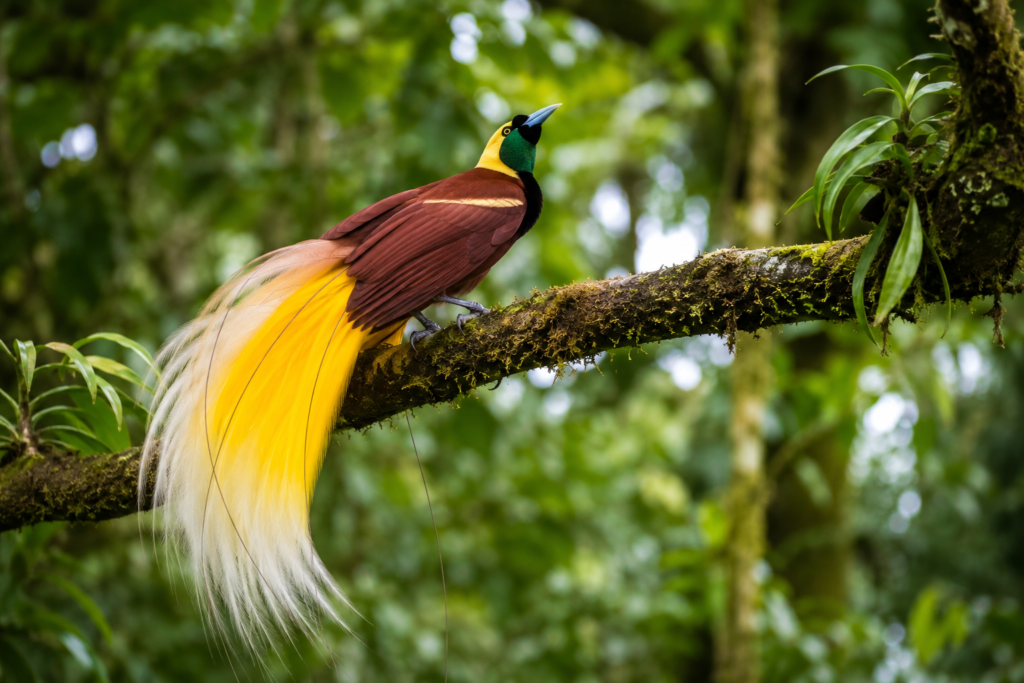 Burung cenderawasih Papua bertengger di dahan pohon dengan latar hutan tropis yang hijau dan alami